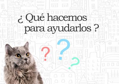 ¿De dónde provienen los gatos callejeros y cómo ayudarlos? ¿De dónde provienen los gatos callejeros y cómo ayudarlos?