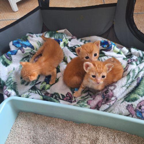 Casa de acogida Casa de acogida